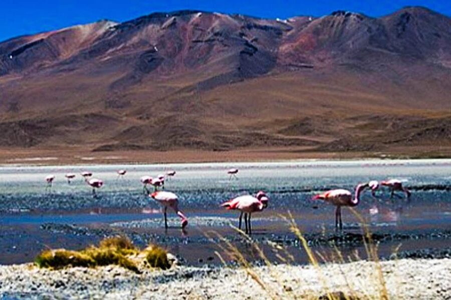 Tour to the Salinas Lagoon and National Reserve in Arequipa - Salinas Lagoon and the mirror effect