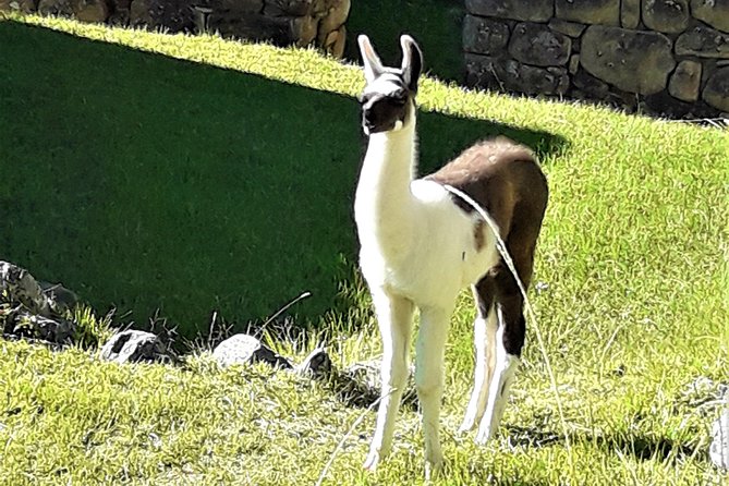 Ultimate Lares Trek & Inca Trail 5 days - What the $980 price really covers