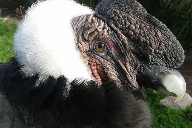 VIP Best Wildlife Tour in Cusco Official Cochahuasi Sanctuary® - What the feeding experience is really like