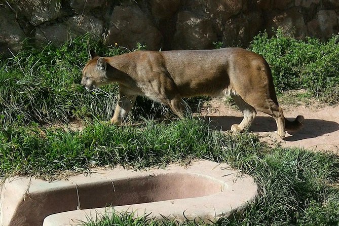 VIP Best Wildlife Tour in Cusco Official Cochahuasi Sanctuary® - The stories behind the condors, bears, and pumas