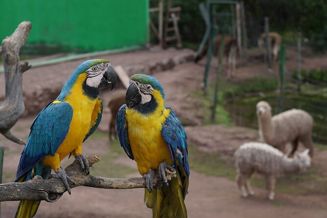 VIP Best Wildlife Tour in Cusco Official Cochahuasi Sanctuary® - The workshop and baby alpacas