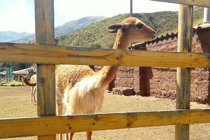 VIP Best Wildlife Tour in Cusco Official Cochahuasi Sanctuary® - How the private format affects the value