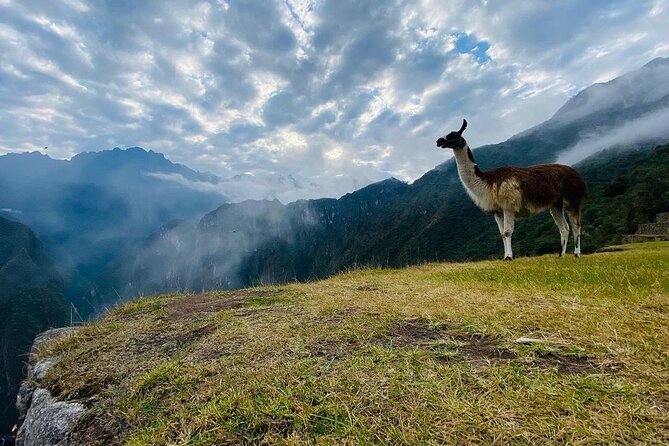 Visit Cusco & Machu Picchu in 5 Days / 4 Nights - All Inclusive - Day 3: Machu Picchu before the train back