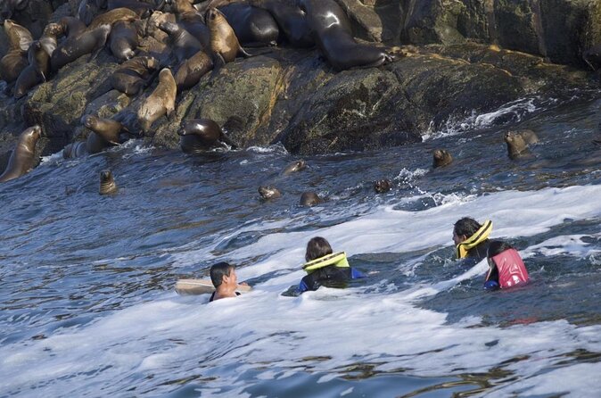 Visit the Sea Lions in Palomino Islands, in Lima Peru - Why this Palomino Islands trip earns attention