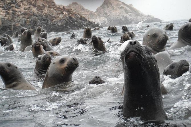 Visit the Sea Lions in Palomino Islands, in Lima Peru - The return ride is scenic, cold, and a little smelly