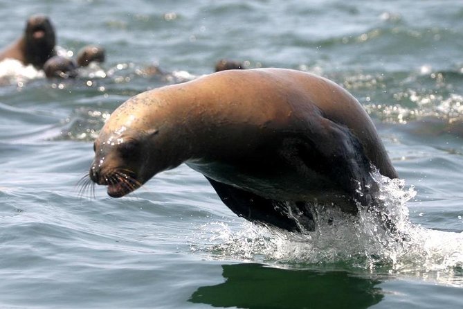 Visit the Sea Lions in Palomino Islands, in Lima Peru - What the $72 price includes
