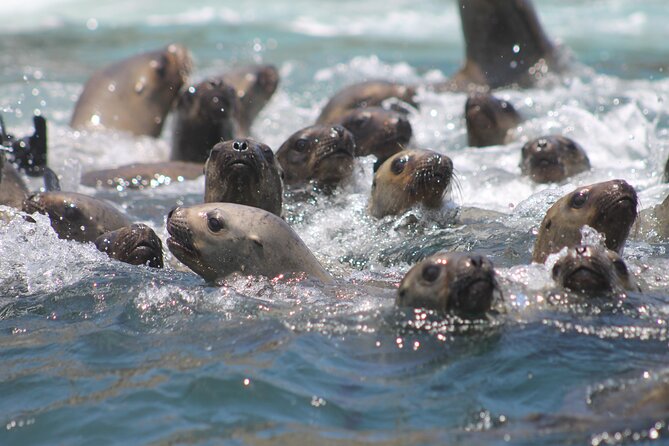 Visit the Sea Lions in Palomino Islands, in Lima Peru - The guides make a real difference