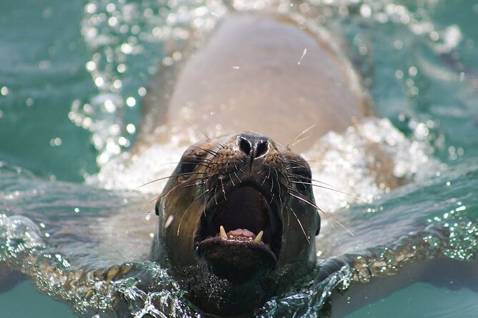 Visit the Sea Lions in Palomino Islands, in Lima Peru - What to wear and pack for this exact outing