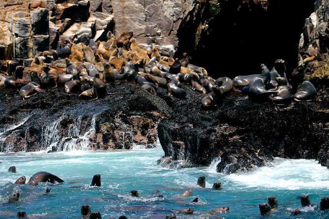 Visit the Sea Lions in Palomino Islands, in Lima Peru - Callao Bay gives the trip a local start
