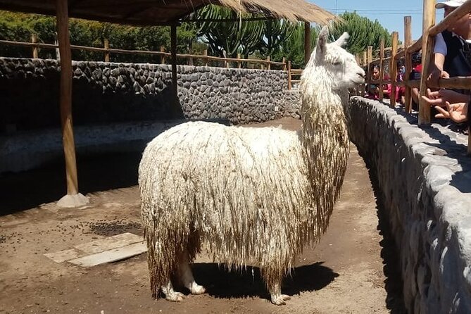 Walking Tour through the Historic Center of Arequipa - Planning Santa Catalina after the walk