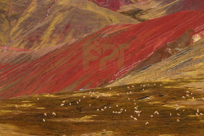 Walking with Alpacas in Palcoyo: The Alternative Rainbow Mountain - Thin air, safety support, and the role of the guide